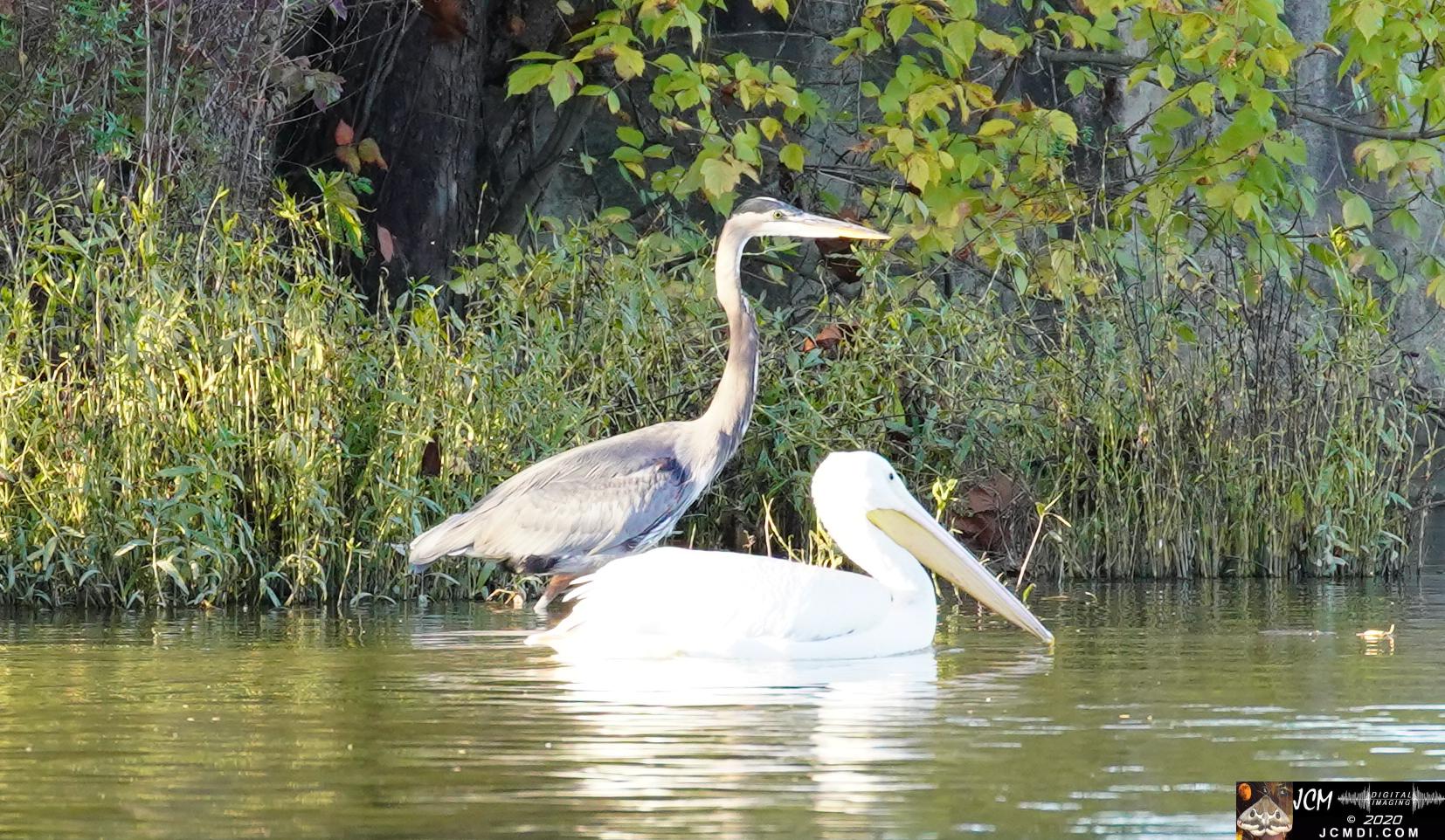 20201030 Old Hickory Lake TN Pelicans